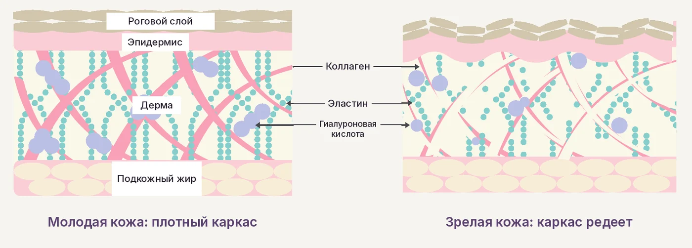 Строение молодой и зрелой кожи